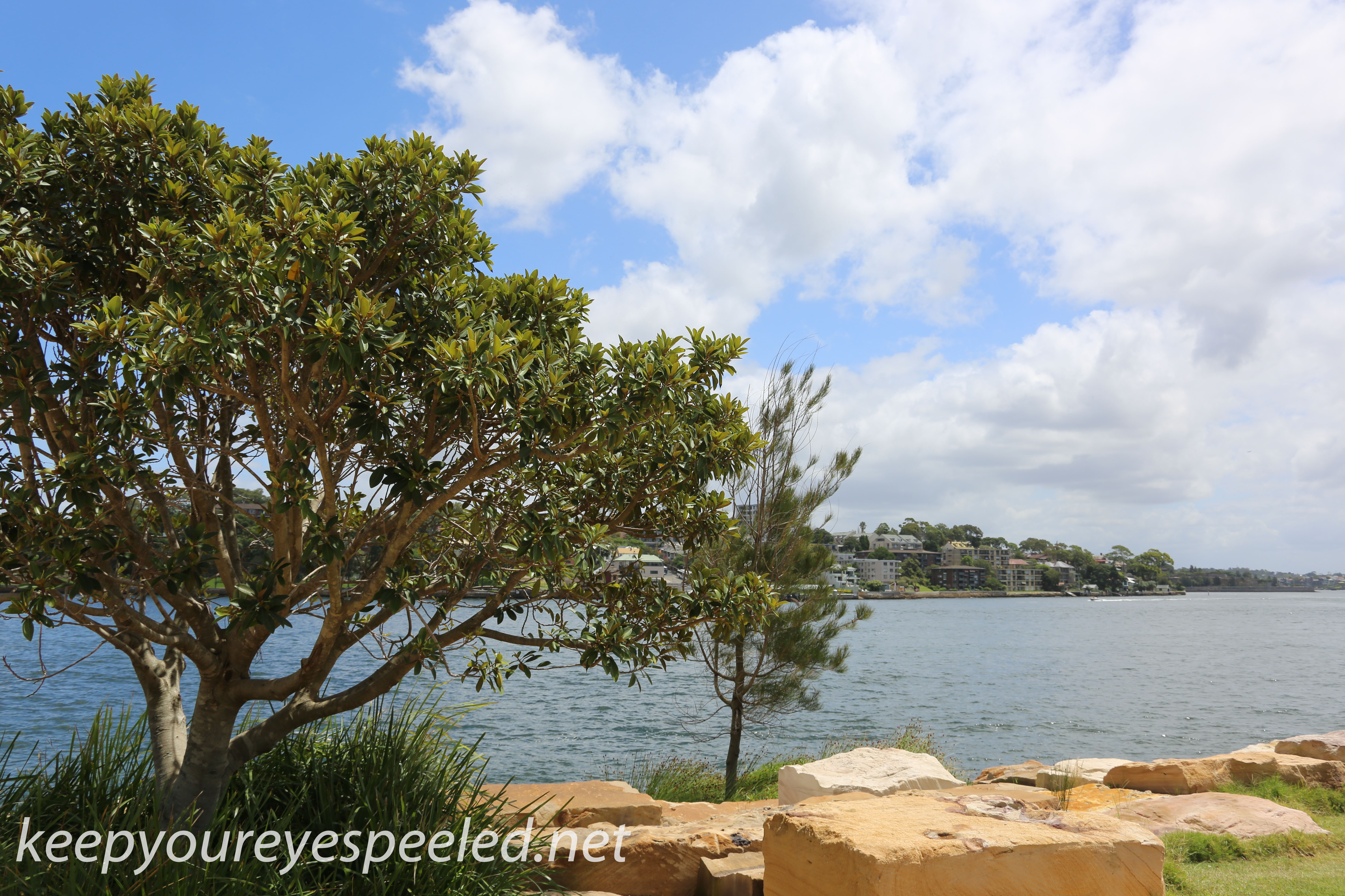 Sydney Barango Reserve walk (26 of 45)