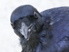 birds crow-1