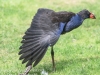 Melbourne birds february 25 -7