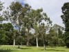 Melbourne Botanical gardens -2