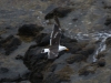 seagull 11-1