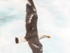 seagull 6-1