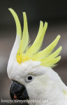 Australia Katoomba Echo point Parrots February 9 2016