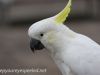 Katoomba parrots 16-2