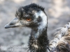 Bonorong emu-10