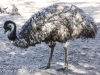 Bonorong emu-12