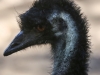 Bonorong emu-13