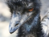Bonorong emu-2