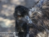 Bonorong emu-3