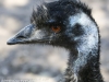 Bonorong emu-6