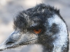 Bonorong emu-8