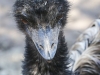 Bonorong emu-9