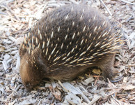 australia Tasmania bonorong Wildlife Sanctuary echidna February 21 2016