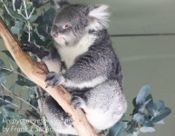 Australia Tasmania Bonorong Wildlife Sanctuary koala February 21 2016