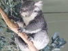 Bonorong koala-1