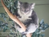 Bonorong koala-10