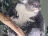 Bonorong koala-11