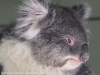 Bonorong koala-12