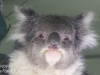 Bonorong koala-14