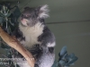 Bonorong koala-15