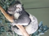 Bonorong koala-16