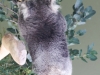 Bonorong koala-17