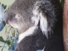 Bonorong koala-19