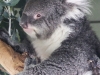 Bonorong koala-2