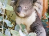 Bonorong koala-20