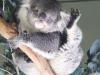 Bonorong koala-3