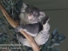 Bonorong koala-4