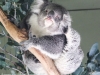 Bonorong koala-5