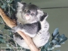 Bonorong koala-6