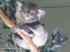 Bonorong koala-7