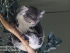 Bonorong koala-9