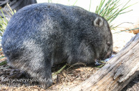 australia Tasmania Bonorong Wildlife Sanctuary wombat february 21 2016