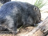 Bonorong Wombat-1