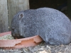 Bonorong Wombat-3