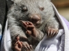 Bonorong Wombat-5