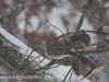 bird feeder (8 of 40)