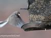 junco and sparrow (1 of 1).jpg