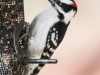 woodpecker (1 of 1).jpg