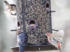 back yard birds-26