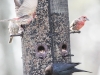 back yard birds-29