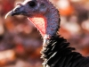 back yard turkey 148 (1 of 1)