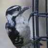 Backyard-birds-May-7-3-of-14