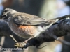 Backyard robin  (1 of 1)