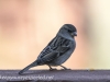 Backyard sparrow 014- (1 of 1)