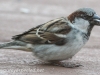 Backyard sparrow 014 (1 of 1)