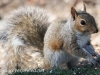 Backyard squirrel 030 (1 of 1)